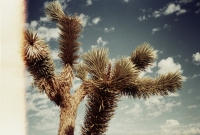 15_colleen-durkin-photography-fashion-lifestyle-fun-film-chicago-places-travel-los-angeles-cactus-desert.jpg